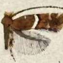 Image of Cameraria castaneaeella (Chambers 1875)