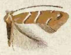 Image of Cameraria aesculisella (Chambers 1871)