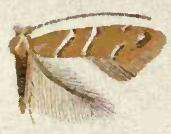 Image of Cameraria aesculisella (Chambers 1871)