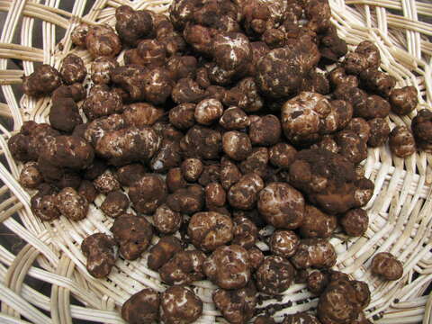 Слика од Tuber gibbosum