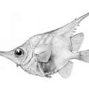 Image of Longspine Bellowsfish