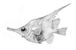 Image of Longspine Bellowsfish