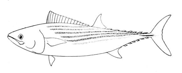 Image of Pacific Bonito