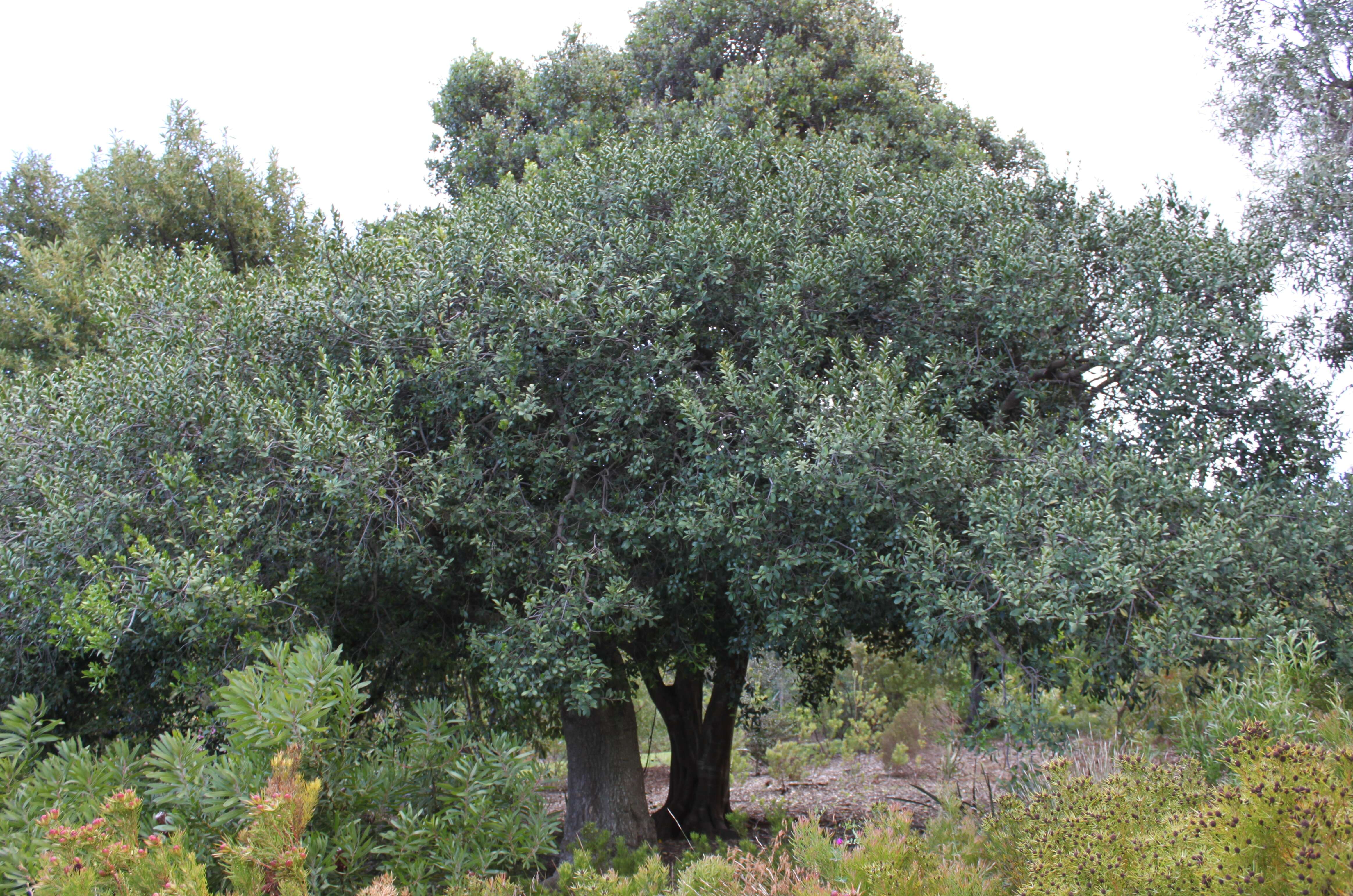 Image of Gymnosporia laurina (Thunb.) Szyszyl.