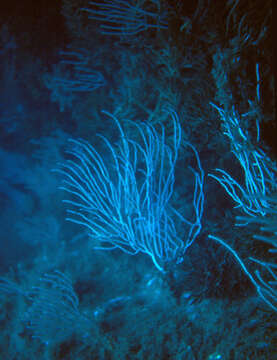 Image of white horny coral