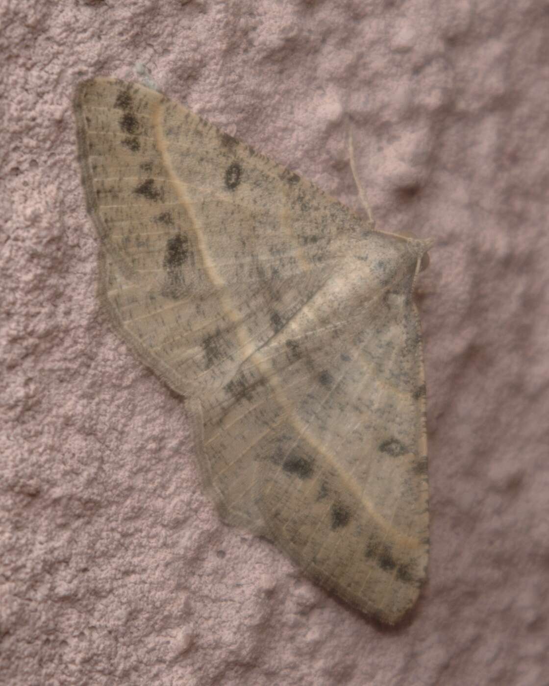 Image of Semiothisa irrorata Packard 1876