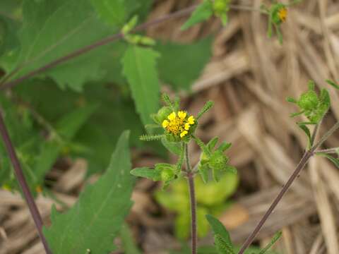 صورة Sigesbeckia orientalis L.