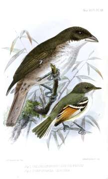 Image of Rufous-winged Tyrannulet