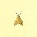 Image of Telegraphic Hedyleptan Moth