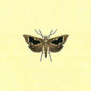 Image of Ola'a Banana Hedyleptan Moth