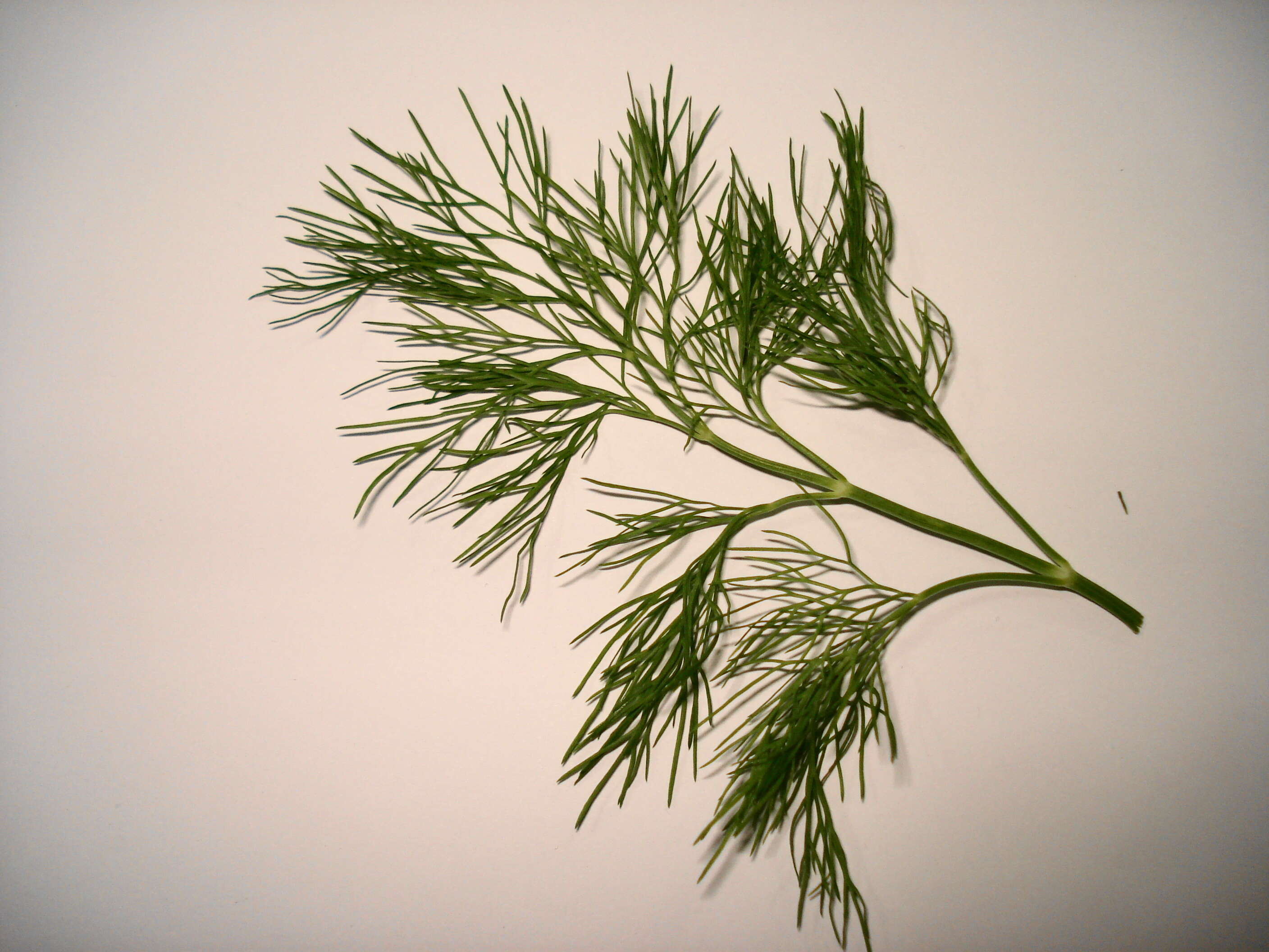 Image of dill