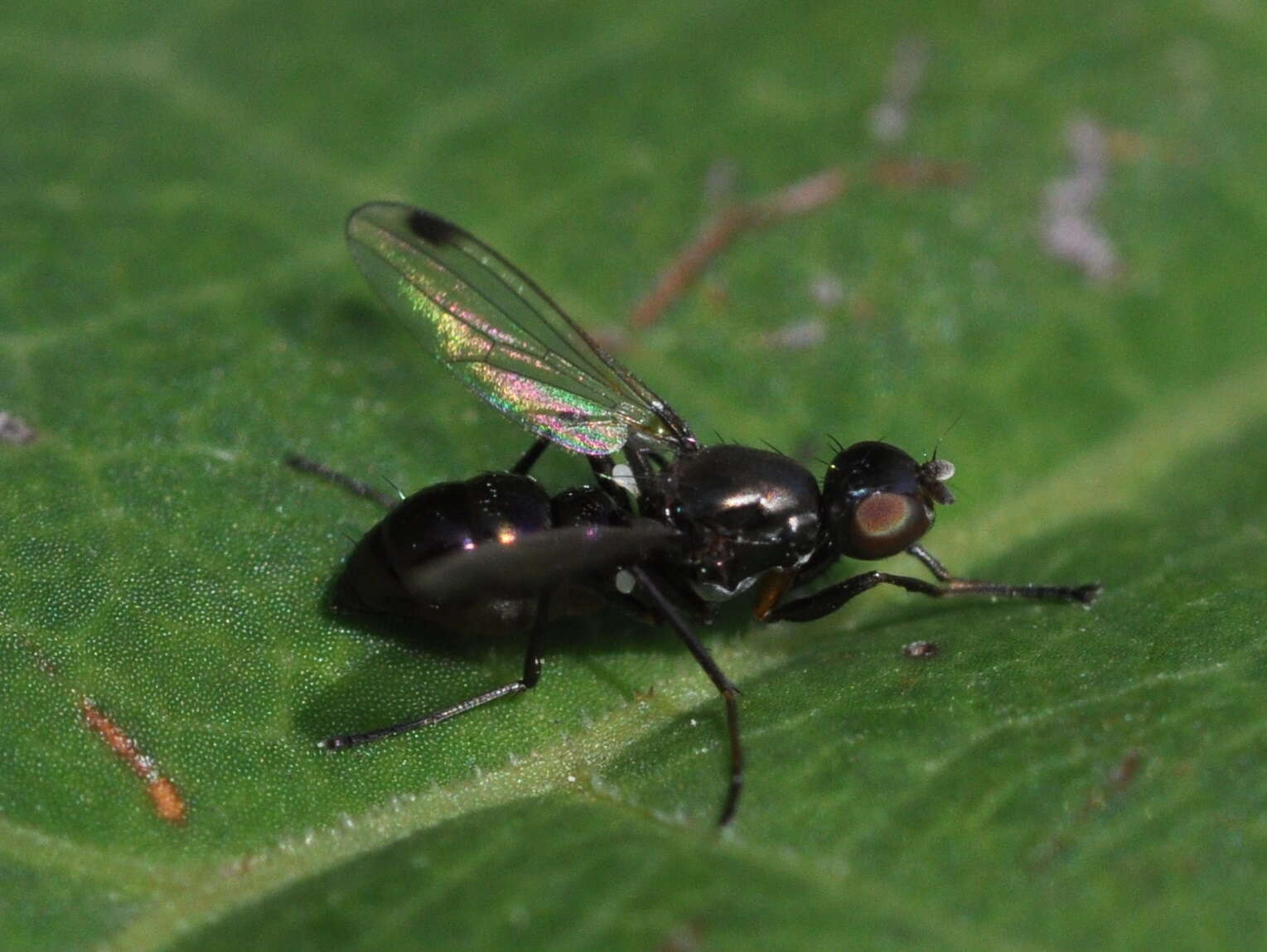 Image of Sepsis fulgens Meigen 1826