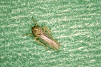 Image of Aster Leafhopper