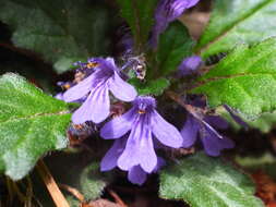 Слика од Ajuga decumbens Thunb.