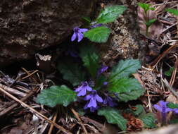 Слика од Ajuga decumbens Thunb.