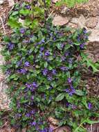 Слика од Ajuga decumbens Thunb.