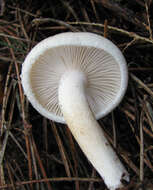 Sivun Hygrophorus bakerensis A. H. Sm. & Hesler 1942 kuva