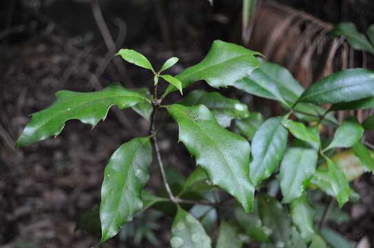 Image of Eidothea zoexylocarya A. W. Douglas & B. P. M. Hyland