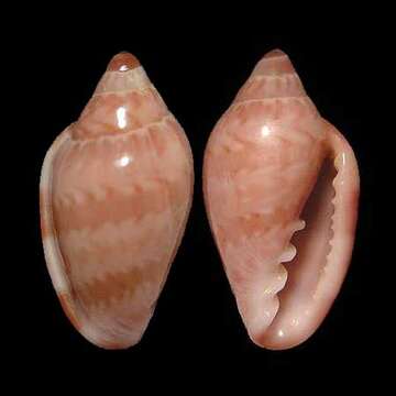 Marginella cloveri Rios & Matthews 1972的圖片