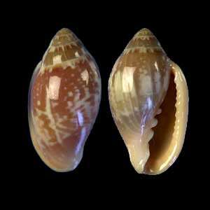 Image of Marginella aurantia Lamarck 1822