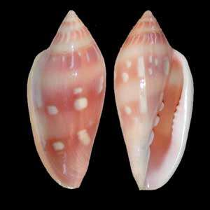 Marginella desjardini Marche-Marchad 1957的圖片