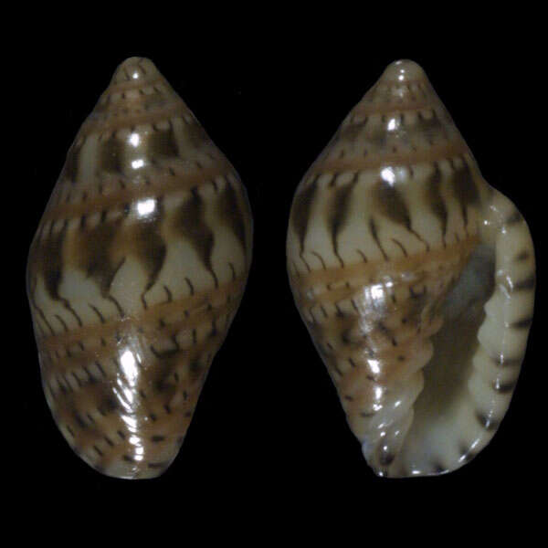 Image of Marginella gemmula Bavay 1912