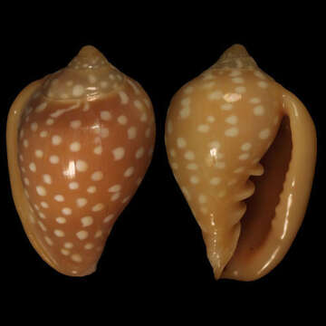 Image of Marginella goodalli G. B. Sowerby I 1825