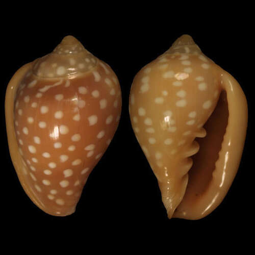 صورة Marginella goodalli G. B. Sowerby I 1825