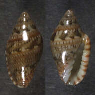 Image de Marginella luculenta Gofas & F. Fernandes 1994