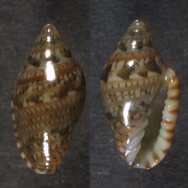 Marginella luculenta Gofas & F. Fernandes 1994的圖片