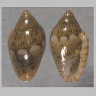 Image of Marginella simulata Gofas & F. Fernandes 1994