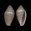 Слика од Marginella diadochus A. Adams & Reeve 1850