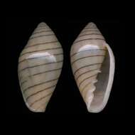Image of Marginella diadochus A. Adams & Reeve 1850