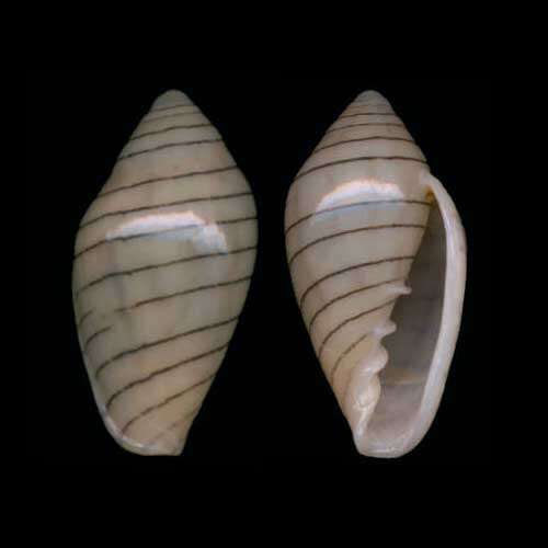 Image of Marginella diadochus A. Adams & Reeve 1850