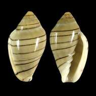 Image of Marginella musica Hinds 1844