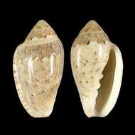 Marginella piperata Hinds 1844的圖片