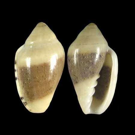 Marginella piperata Hinds 1844的圖片