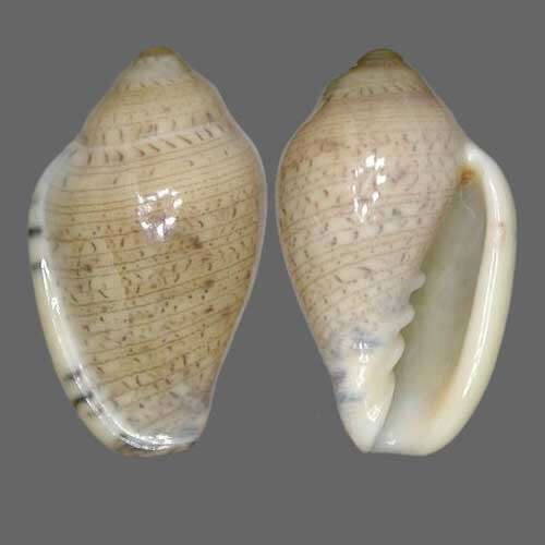 Marginella lutea G. B. Sowerby Iii 1889的圖片