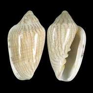 Image of girdled margin shell
