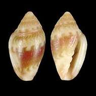 Marginella anna Jousseaume 1881的圖片