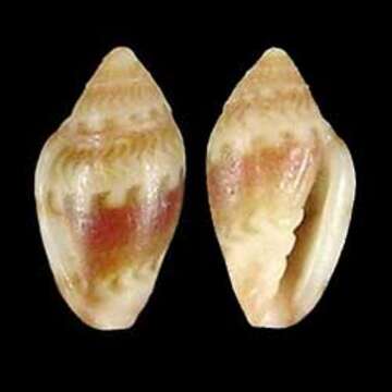 صورة Marginella anna Jousseaume 1881