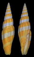 Image of ornate miter