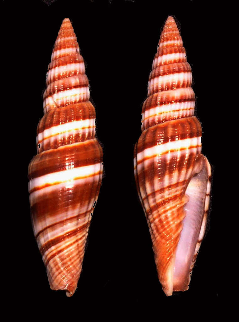 Image of Vexillum curviliratum (G. B. Sowerby II 1874)