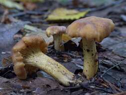 Imagem de Cantharellus amethysteus (Quél.) Sacc. 1887