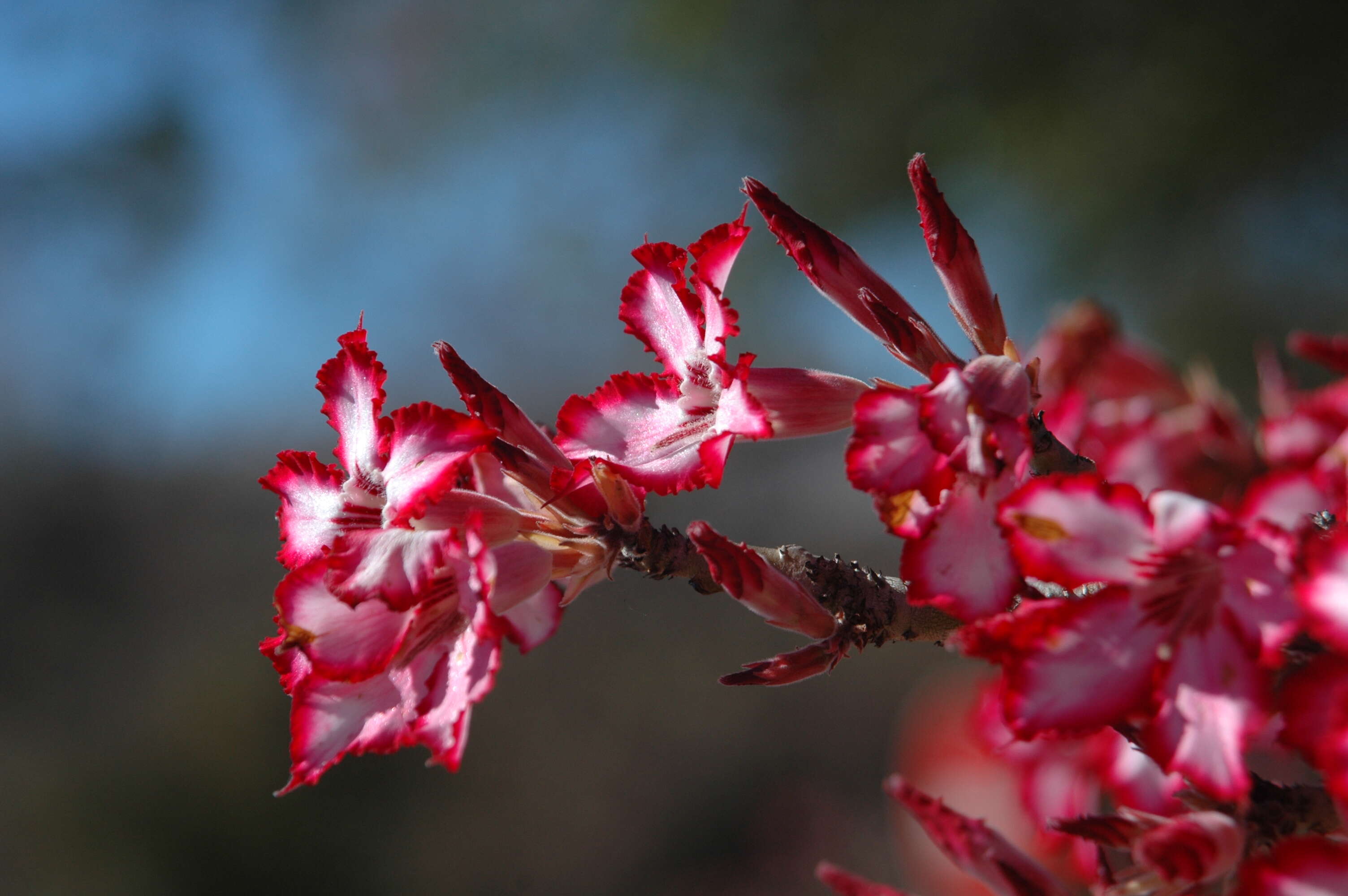 Image de Adenium obesum subsp. multiflorum (Klotzsch) G. D. Rowley