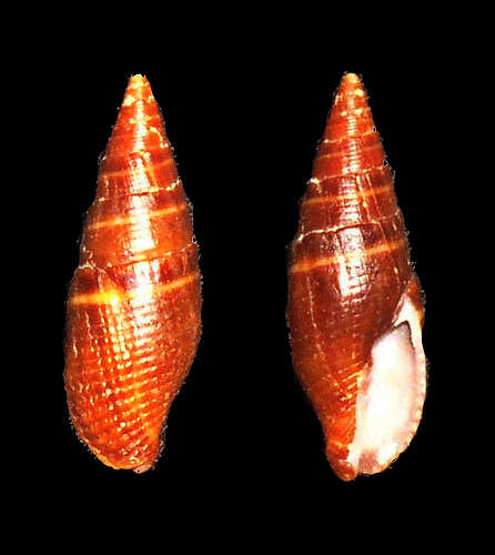 Image de Strigatella luctuosa (A. Adams 1853)