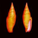 Image of Calcimitra subflava (Kuroda & Habe 1971)