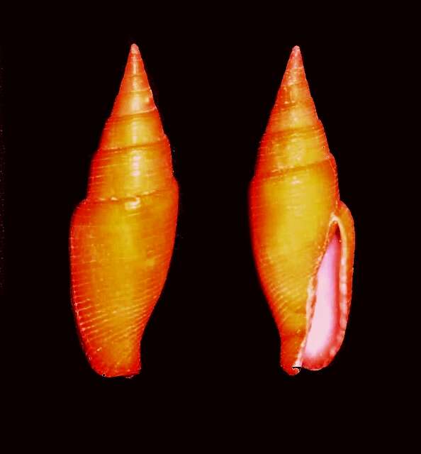 Image of Calcimitra subflava (Kuroda & Habe 1971)