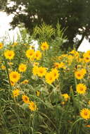 Silphium integrifolium Michx. resmi