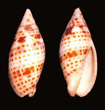 Image of Quasimitra cardinalis (Gmelin 1791)